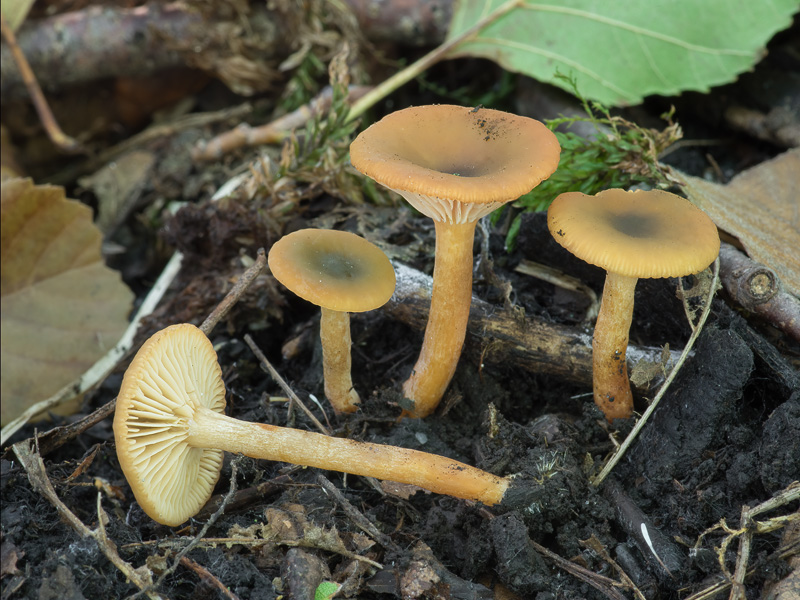 Lactarius obscuratus